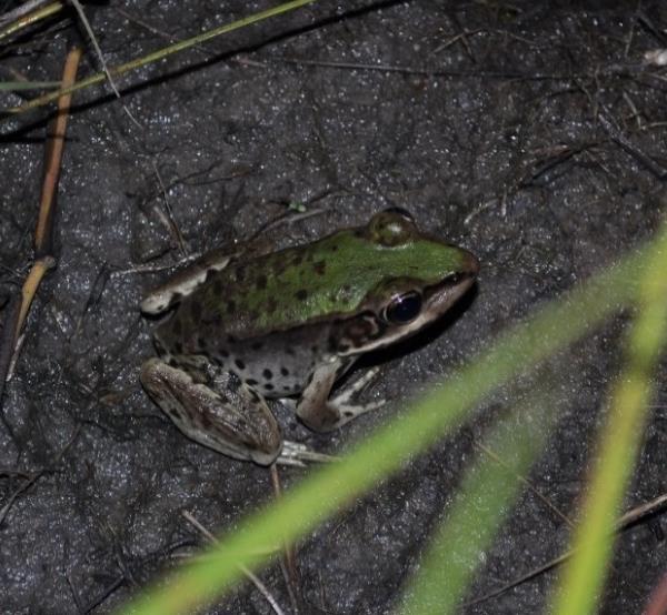 Lithobates palmipes