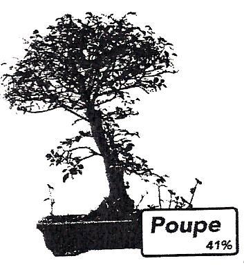 16- O Salvador comprou um Bonsai cujo preço sem IVA era de 0 euros. O valor do IVA era de 1%. 16.