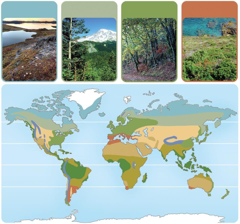 Tundra Floresta de coníferas Floresta de caducifólias Floresta mediterrânica