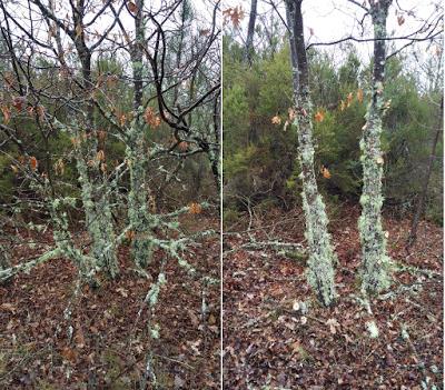 Figuras 5 e 6 Antes e depois: poda de carvalhos em cima e corte matos em baixo.