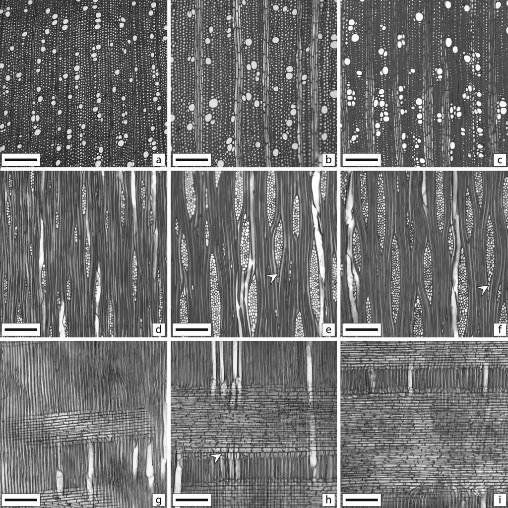 Longui et al.: Caracterização do lenho de Pittosporum undulatum dúvida, as demais características anatômicas podem influenciar na densidade da madeira, no entanto de acordo Fujiwara et al.