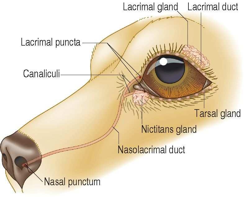 lacrimais Deficiência quantitativa redução ou ausência da porção aquosa Deficiência qualitativa Ponto nasal Glândulas