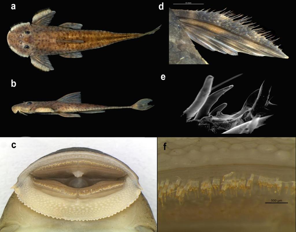 Figura 2. Vista dorsal (a) e lateral (b) de H. longipinna. Aparelho bucal de H. carvalhoi (c).