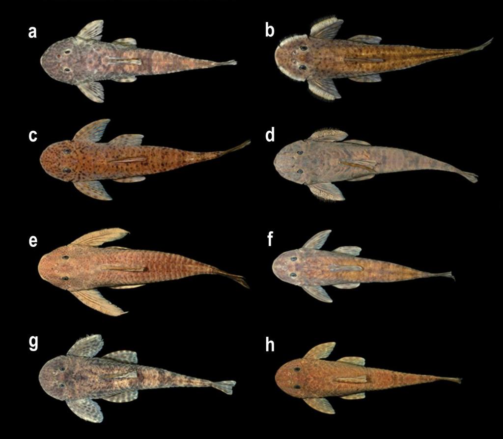 Figura 2. Foto das espécies de Harttia analisadas no presente trabalho: (a) Harttia kronei com 7.43 cm, (b) macho de H. longipinna com 9.7 cm, (c) fêmea de H.