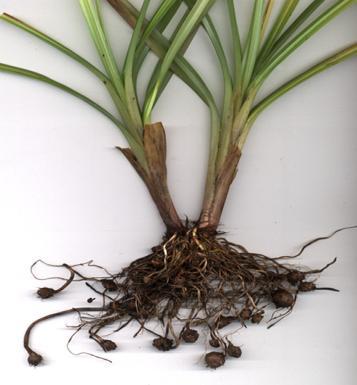 exemplos: Tiririca - Cyperus