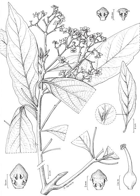 34 Zanon, Goldenberg & Moraes: O gênero Nectandra Rol. ex Rottb. (Lauraceae) no Estado do Paraná, Brasil & I.G. Varassin 619 (UPCB); Quatro Barras, 9/V/1990, J.M. Silva & G.