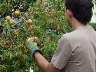 Variedade de pêssegos para conservas Os pêssegos para conserva devem ser de tamanho grande e uniforme, formato simétrico, de cor amarela, com fibra consistente e tenra, nem irregular nem áspero e de