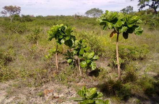 pioneira, são as primeiras a habitar o ambiente inóspito;