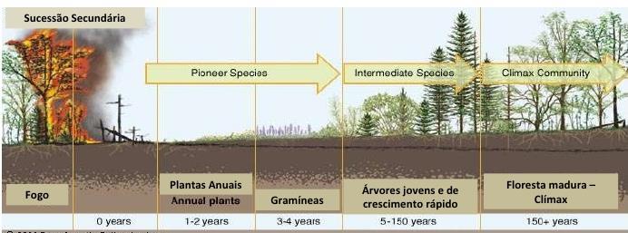 As comunidades que vão se sucedendo vão modificando cada vez mais o ambiente; É um processo