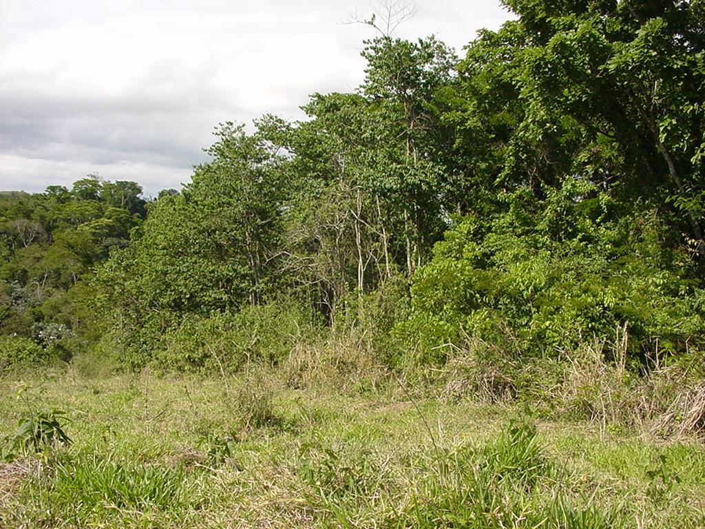 Aumento da temperatura Presença de espécies invasoras Diminuição da umidade do solo Aumento dos ventos Aumento da