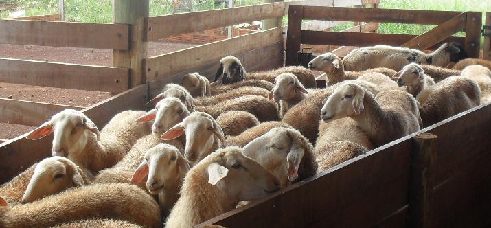 conseqüentemente pequena resposta à seleção. Para a condução do programa de melhoramento deste grupamento genético é indispensável à escrituração zootécnica do rebanho pelos produtores.