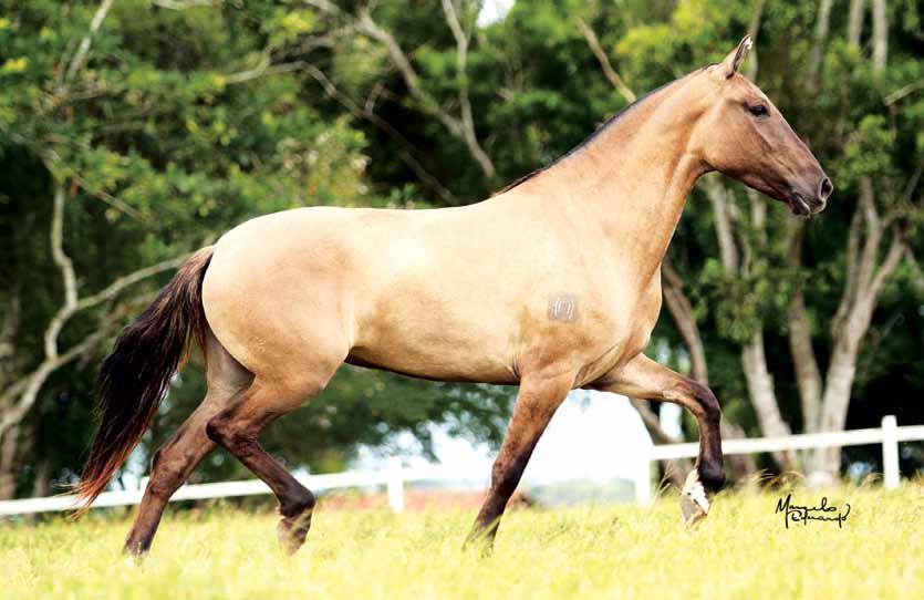 W 03 W Maraba Gaivota - embrião Embrião gestado por Galante Formoso 2S Opção a coletar por Iate de Alcatéia