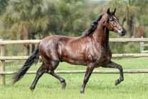 cabeceira do Haras Maraba, da excepcional doadora Maraba Gaivota, esta uma filha de Favacho Estanho em Negra