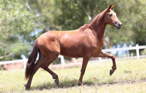 Duna do Etan - 50% W 09a W Galante Formoso 2S Galante Formoso 2S (Estanho de Alcatéia x Negra da Aldeia) Iluminada do Berro D Água (Cocodilho do