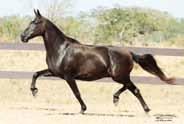 Sua bisavó materna, Bonança D2 25/12/2015 Vendedor: Haras Etan Eros do Etan - 50% W 09b W Galante Formoso 2S Galante Formoso 2S (Estanho de Alcatéia x