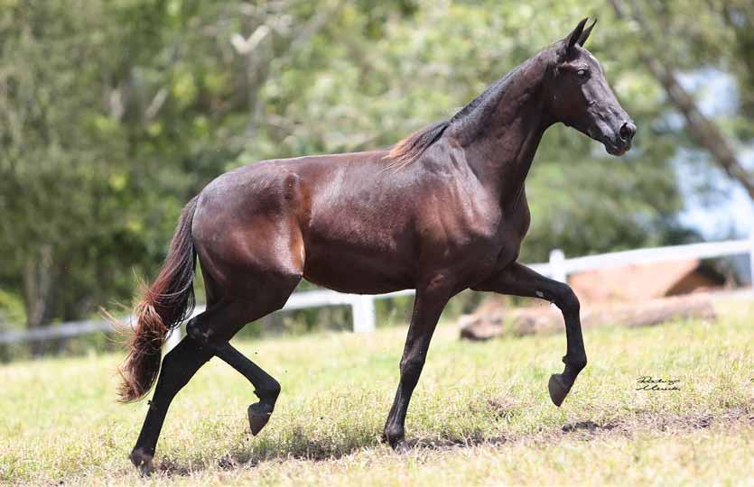 W 11 W Estrela do Etan - 50% Galante Formoso 2S Sua mãe, Grife RRC 12/01/2016 Vendedor: Haras Colibri Galante Formoso 2S (Estanho de Alcatéia x Negra da Aldeia) x Grife RRC (Seiko L.J.