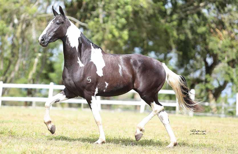 W 21 W Maraba Jana Coberta por Lótus do Paraíso das Águas Sua mãe, Floresta do Nilo 28/10/2014 Fantoche do Nilo (Álacre do Rancho Pampa x Aguia California Mark) x Floresta do Nilo (TAC) Filha do