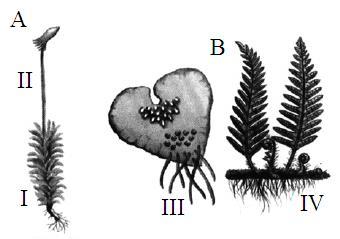 De que maneira ocorre o encontro dos gametas nas Gimnospermas, em substituição à água? (0.4) As plantas independentes da água para reprodução são as Gimnospermas e as Angiospermas.