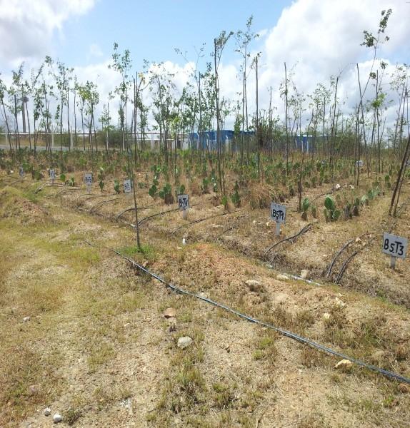 Ao observar a figura 05, percebe-se que os blocos do Instituto localizam-se na parte mais alta do terreno, enquanto que, o sistema de tratamento (fossa séptica) na parte inferior, sendo assim, a água