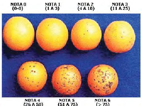 13 & GOES, 1999) ou tornam-se rejeitados para o mercado (SCHUTTE et al., 2003).