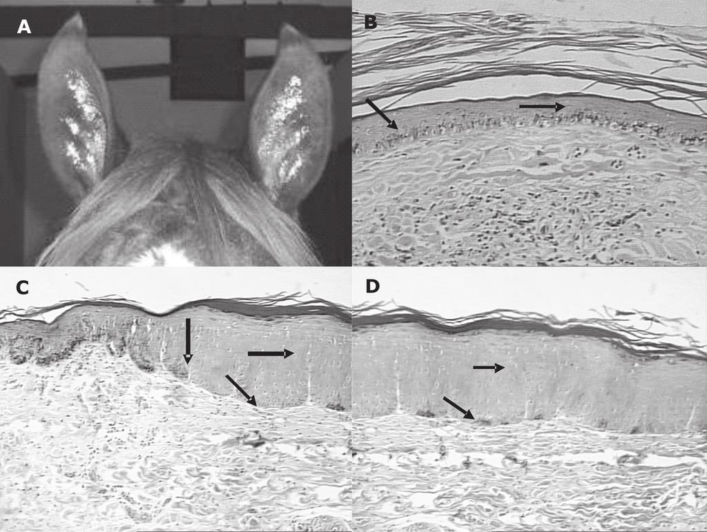 282 Nicole R. Souza et al. Fig.2. (A) Eqüino com comprometimento bilateral e lesões puntiformes disseminadas em quase todo pavilhão auricular.