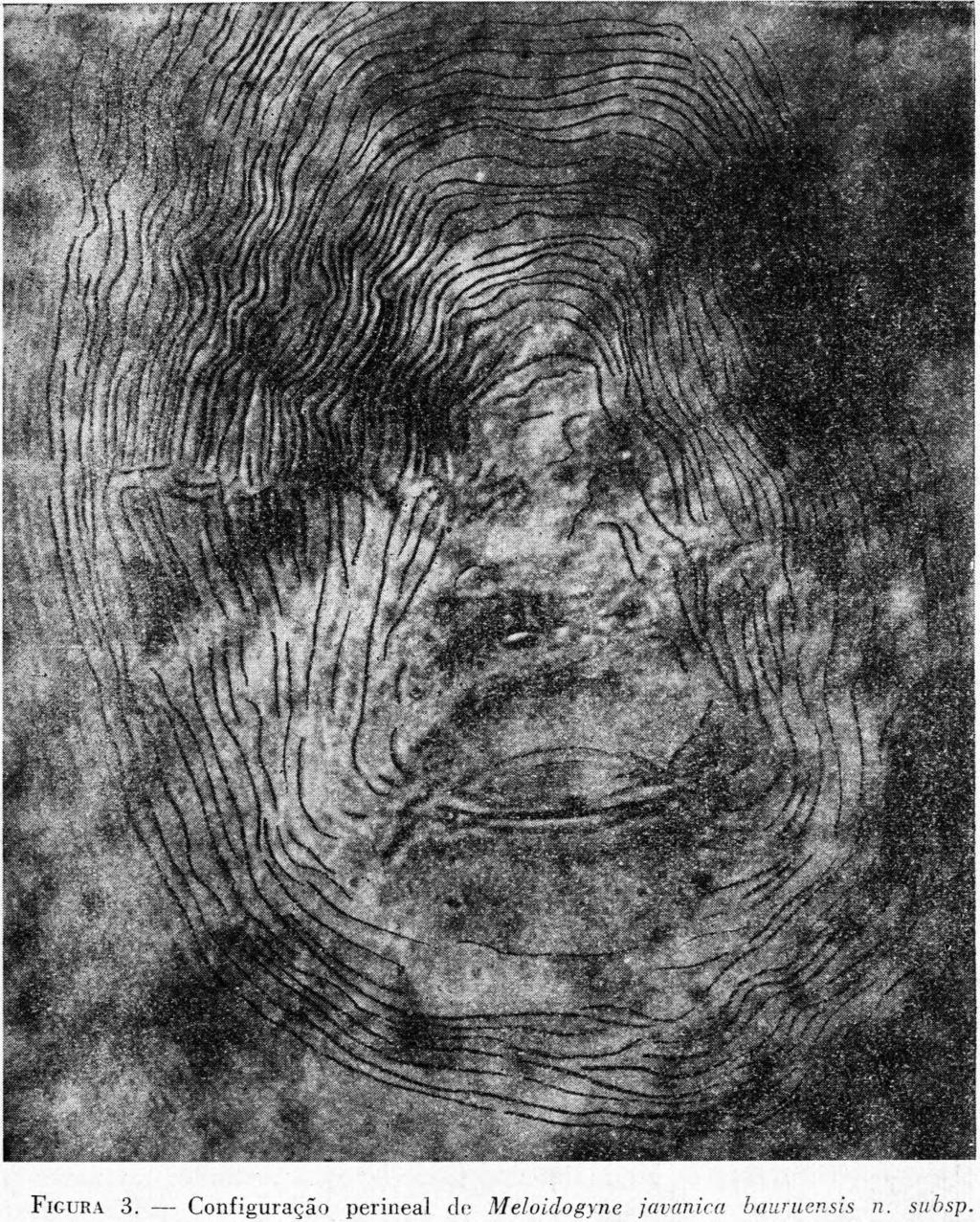 ABRIL, 1956 59 bo do esôfago. Antes de atingirem o campo lateral, as estrias transversais inclinam-se levemente para a porção posterior do corpo (fig. 1, C).