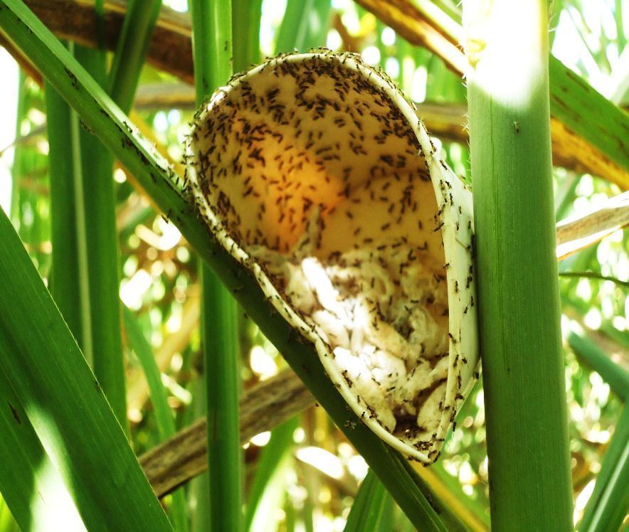 Pragas da Cana-de-Açúcar Broca-da-cana Controle BIOLÓGICO Cotésia