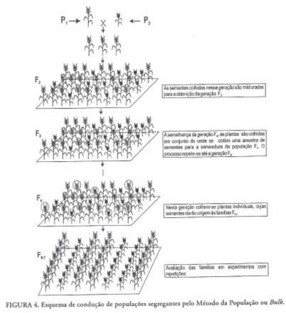 3 Famílias de Repetições e Locais Diferentes Nova Cultivar Extraído de Ramalho et al.