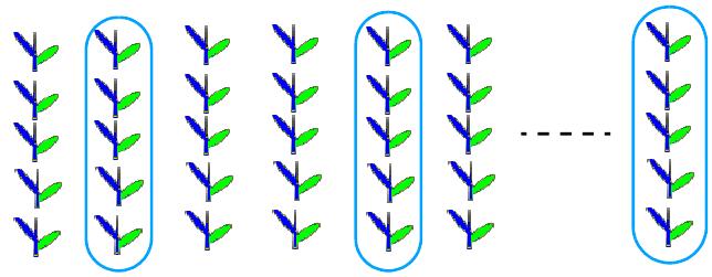 Plantas em fileiras F 6