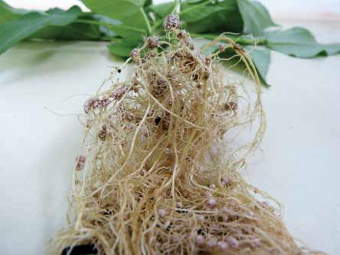 Coinoculação (Rhizobium +