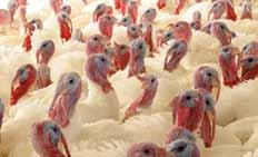 oferece atualmente. O Institut de Sélection Animale (ISA) é a Divisão de reprodução de aves poedeiras da Hendrix Genetics.