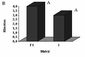 FIGURE 2: Percentile of sprouts smaller than 1 cm (A) and larger than 1 cm (B) in Ilex paraguariensis grafts at the 90 days.