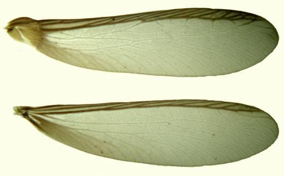 1. Filogenia As térmitas constituem uma das cerca de 30 Ordens dos Insectos, Ordem Isoptera (iso = igual; optera = asas; já que as asas anteriores e posteriores possuem o mesmo tamanho; Fig. 1).