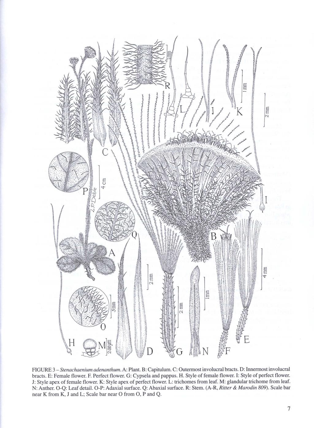 FIGURE 3 - Stenachaenium adenanthum. A: Planto B: Capitulum. C: Outennost involucral bracts. D: Innennost involucral bracts. E: Female flower. F. Perfect flower. G: Cypsela and pappus. H.
