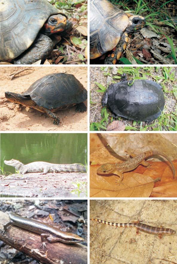 Répteis da Reserva Natural Vale, Linhares, Espírito Santo, Brasil Nacional (MNRJ, Rio de Janeiro/RJ) e Museu de Ciências Naturais da PUCMinas (MCNR, Belo Horizonte/MG).