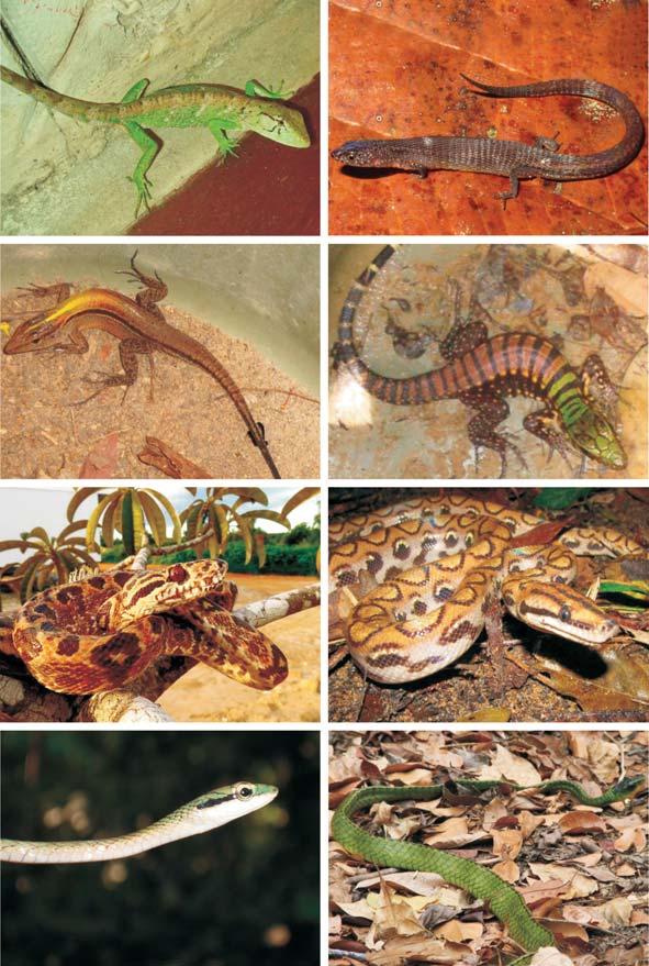 Renato S. Bérnils et al. 37 JACKSON, J. Differentiation in the genera Enyalius and Strobilurus (Iguanidae): Implications for Pleistocene climatic changes in eastern Brazil.