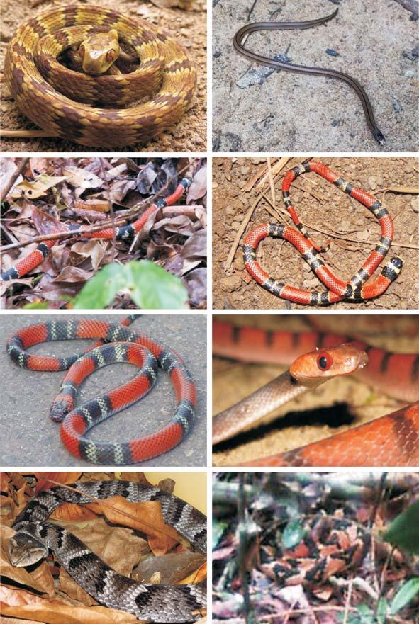 Répteis da Reserva Natural Vale, Linhares, Espírito Santo, Brasil Figura 3: Alguns répteis com ocorrência confirmada para a Reserva Natural Vale (RNV), Linhares, Espírito Santo.