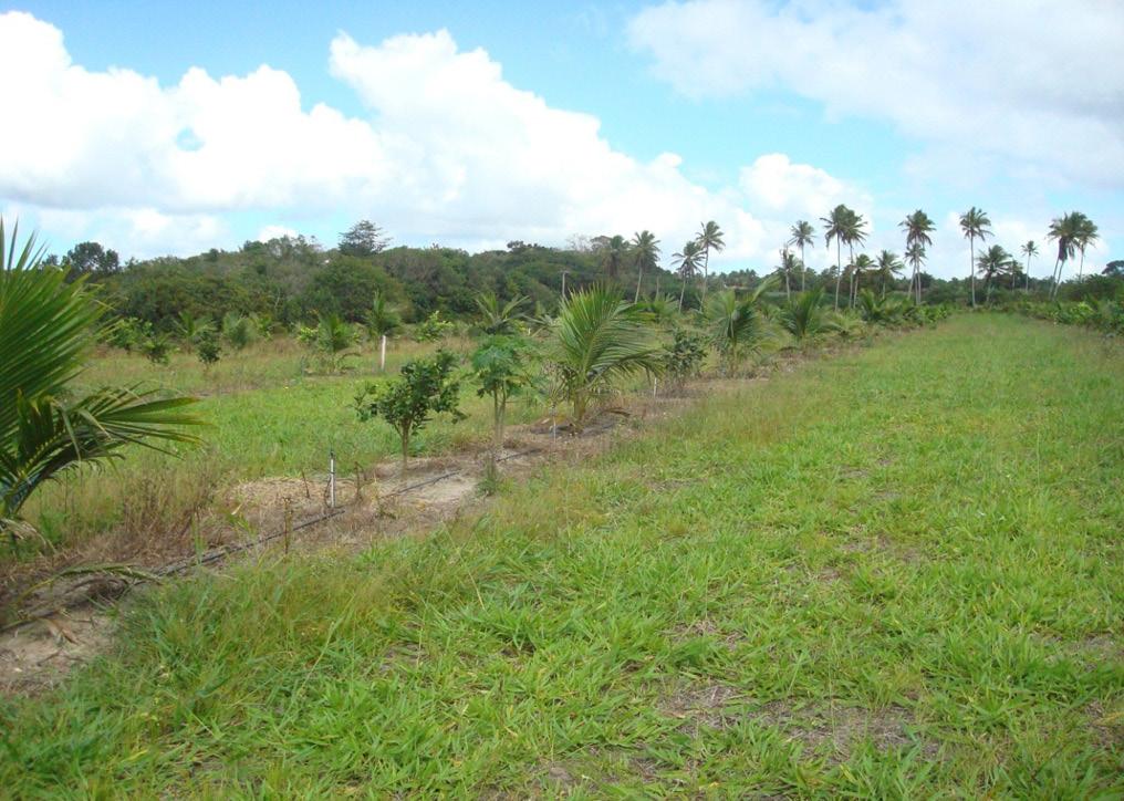66 IV Seminário de Intensificação Ecológica da Fruticultura Tropical T IV - Uma laranjeira e um mamoeiro na linha entre dois coqueiros; T V - Um limoeiro e um mamoeiro na linha entre dois coqueiros.