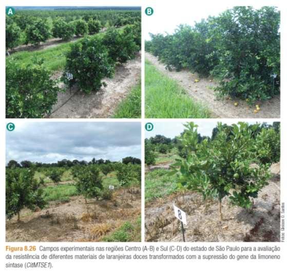 Controle Genético de Pinta Preta dos Citros Transformação* de laranjeiras Navelina para resistência