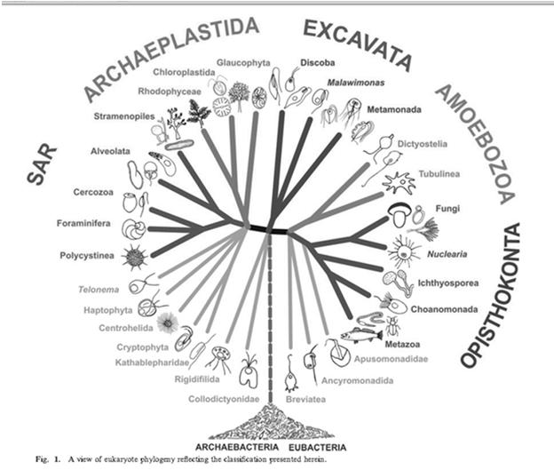 Megaevolução dos eucariotos Choanoflagellata Apresenta um ancestral comum aos Metazoa A distância evolucionária entre os coanoflagelados e os metazoários é substancial e poucas