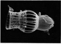 Water and Atmosphere Online University of Montreal Metazoa Haeckel 1874 Características Multi-celularidade; células unidas tipicamente por junções intercelulares; matriz