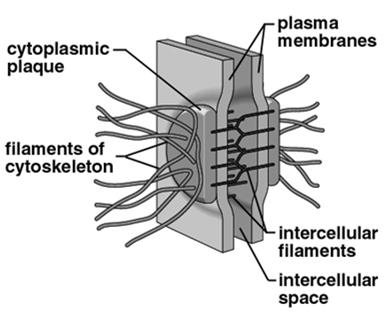 Animalia (Eumetazoa) = Cnidaria + Bilateria (=Trochaeozoa) Organização em tecido Sinapomorfias Desenvolvem apartir de uma blástula Ectoderme e endoderme Junções comunicantes intercelulares (Gap