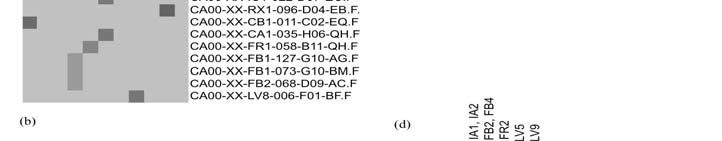 Bibliotecas: AR1/LP1, folhas tratadas com ácido araquidônico; BP1, células em suspensão tratadas com acibenzolar-s-metil; CB1, células em suspensão tratadas com acibenzolar-s-metil and