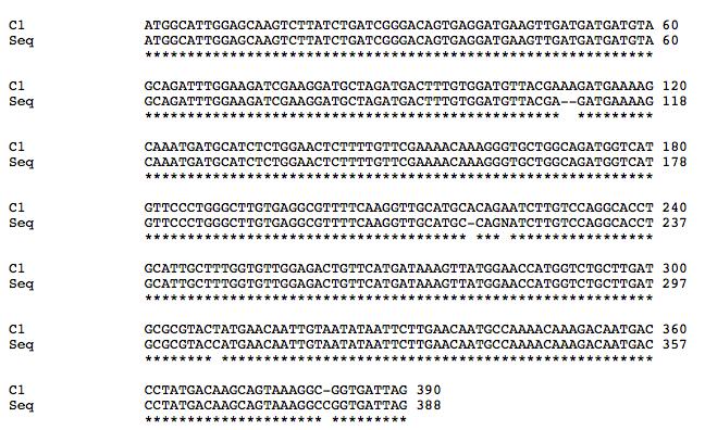 65 confirmação do contig e, após a comparação com sequências depositadas no banco de dados do NCBI, foi encontrado um valor de identidade da sequência do contig 1 de 75% com VRN2 de Arabidopsis