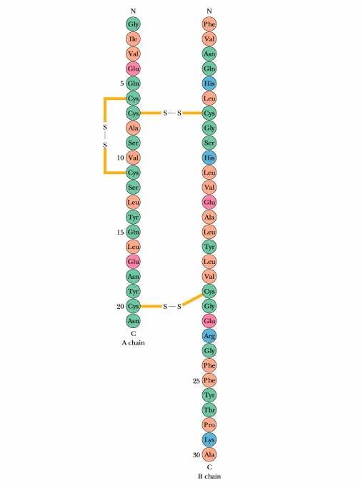 A insulina consiste em duas cadeias polipeptídicas, A e B, unidas por duas ligações dissulfito.
