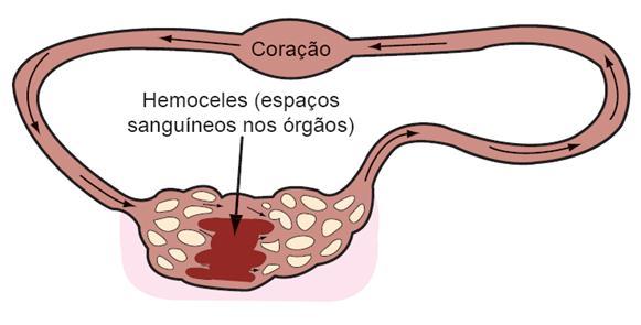 Fisiologia Sistema