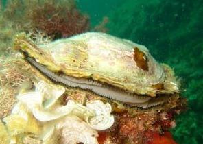 Classes Bivalvia Gastropoda Cephalopoda Disponível em: <http://4.bp.blogspot.