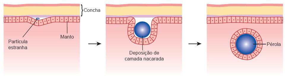 Classe Bivalvia Reprodução Dioicos Fecundação externa e desenvolvimento