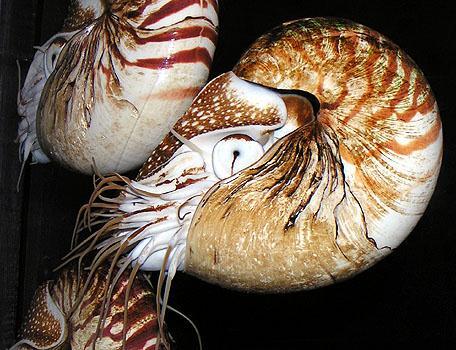 Classe Cephalopoda Exclusivamente marinhos Representantes: Polvo (sem concha) Lula (com concha interna) Náutilo (com