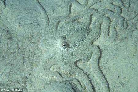 Classe Cephalopoda Camuflagem (cromatóforos) Liberam pigmento negro Disponível em: